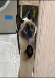 慢慢喜欢你txt电竞