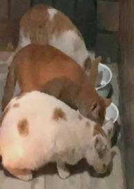 佘二太太风韵录(孕 生子 产奶 出轨)作者啤酒鸭