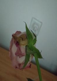 惩罚渣男的